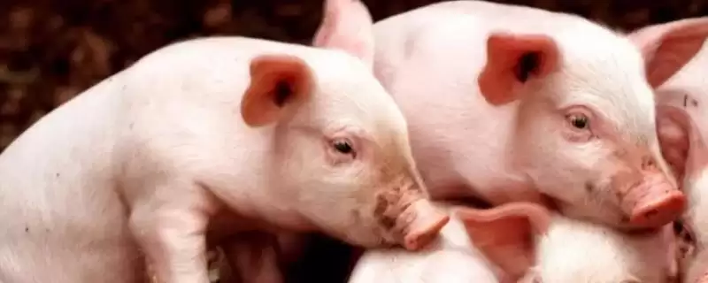 判断猪得了猪瘟的方法和重点?养猪要做好哪些重大疫病判断细节?插图 判断猪得了猪瘟的方法和重点?养猪要做好哪些重大疫病判断细节?插图