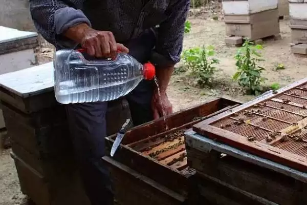 连续5天对蜜蜂喂糖会不会快速发展，可以刺激蜂王产卵、加快蜂群发展速度插图3