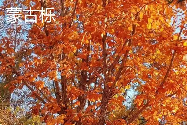 图片[2]-栎树的种类介绍 ,栎树有哪些主要的品种类型呢？-会东网
