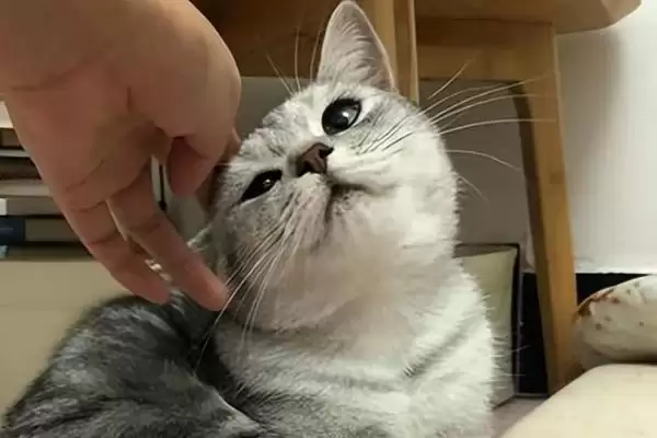 猫咪为何一直蹭人还叫唤 ,猫咪发情等原因会蹭人并叫唤插图1 猫咪为何一直蹭人还叫唤 ,猫咪发情等原因会蹭人并叫唤插图1