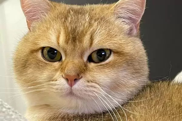 图片[6]-猫视网膜萎缩有哪些症状表现 ,猫视网膜萎缩最终会导致失明-会东网