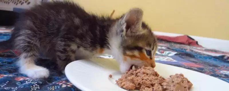 猫饭海带粉怎么做比较好 ,猫饭海带粉制作步骤是什么-会东网