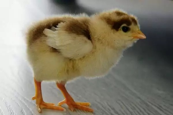 治疗小鸡站不起来病症的方法和重点?养鸡要做好哪些健康护理?插图2 治疗小鸡站不起来病症的方法和重点?养鸡要做好哪些健康护理?插图2