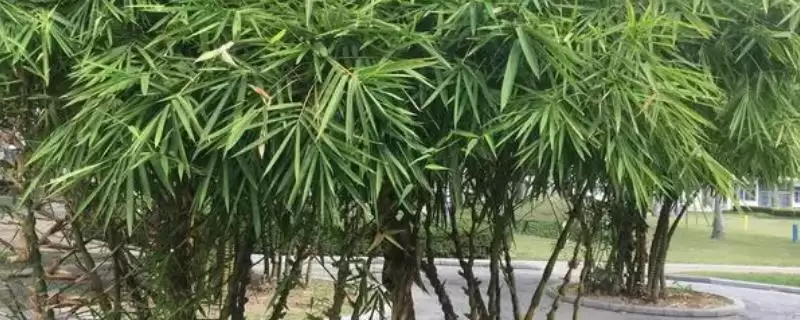 竹子种植成本的核算和要点？种植竹子成本计算需关注哪些？-会东网