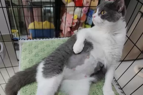 猫咪怀孕有哪些注意事项 ,猫咪怀孕需营养均衡并及时补钙插图1 猫咪怀孕有哪些注意事项 ,猫咪怀孕需营养均衡并及时补钙插图1