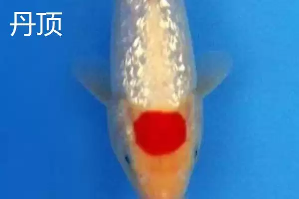 图片[11]-锦鲤的常见品种 ,锦鲤有哪些常见的品种类型呢-会东网
