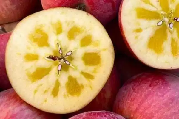 烟富苹果树苗有什么品种,以下4种比较常见插图4 烟富苹果树苗有什么品种,以下4种比较常见插图4