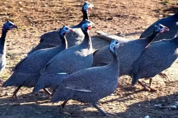 掌握特种鸡价格动态的方法和重点?养鸡要做好哪些价格关注?插图1 掌握特种鸡价格动态的方法和重点?养鸡要做好哪些价格关注?插图1
