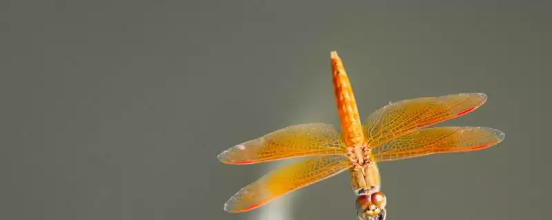 蜻蜓食物偏好揭秘：蚊子、苍蝇及小昆虫等食物选择-会东网