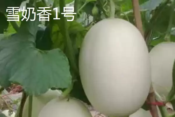 图片[3]-推荐甜瓜品种的方法和重点？选甜瓜品种要做好哪些细节？-会东网