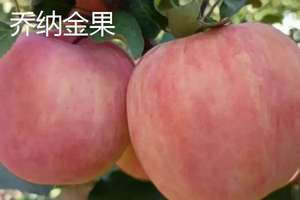 有哪些好吃的苹果新品种,包括福星、瑞雪、蜜脆等种类插图9 有哪些好吃的苹果新品种,包括福星、瑞雪、蜜脆等种类插图9