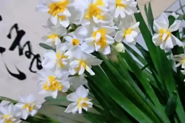 图片[2]-水仙花有没有毒？判断水仙花是否有毒要了解哪些植物毒性相关要点？-会东网