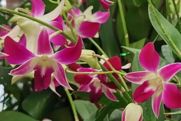 春节前后的兰花盛景：君子兰和蝴蝶兰的绽放时刻插图6