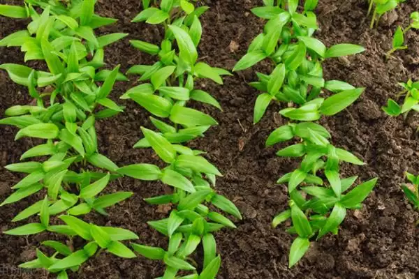 辣椒适龄壮苗的生育期 ,辣椒春季育苗为何需 70-100 天?插图1 辣椒适龄壮苗的生育期 ,辣椒春季育苗为何需 70-100 天?插图1