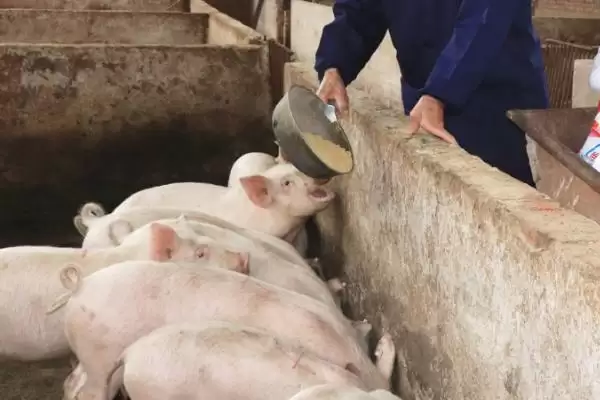 使用乳猪教槽料的方法和重点?养猪要做好哪些幼猪喂养细节?插图3 使用乳猪教槽料的方法和重点?养猪要做好哪些幼猪喂养细节?插图3