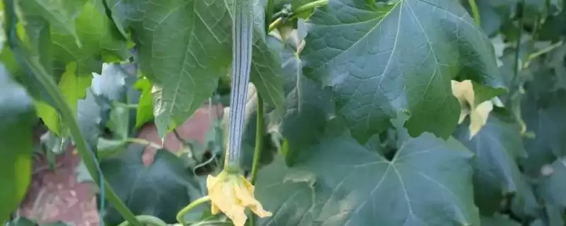 分析丝瓜烂花原因及防治方法的方法和重点?应对丝瓜烂花要做好哪些细节?-会东网