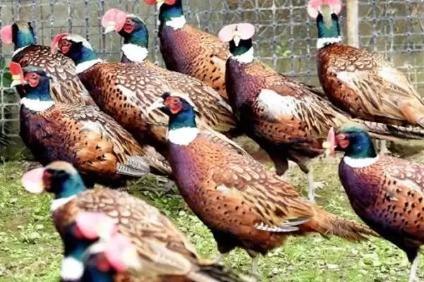 确定养殖野鸡所需投资的方法和重点?养鸡要做好哪些成本预算?插图2 确定养殖野鸡所需投资的方法和重点?养鸡要做好哪些成本预算?插图2