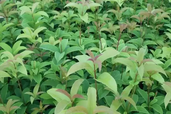 图片[3]-四季桂怎么种植？种植四季桂要遵循哪些科学的种植方法和养护要点？-会东网