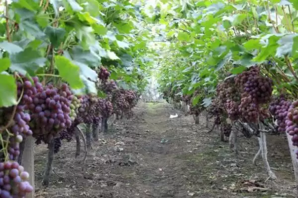 葡萄的藤本奥秘：缠绕藤本植物的独特魅力插图2