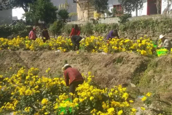 图片[6]-菊花夏天的放置问题 ,夏天菊花放外面要做哪些防护呢？-会东网