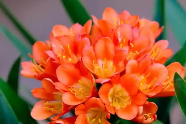 君子兰的耐寒情况 ,君子兰在多少度以下会被冻伤呢?插图1 君子兰的耐寒情况 ,君子兰在多少度以下会被冻伤呢?插图1