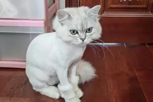 猫咪要如何进行美毛 ,猫咪美毛补充营养是关键因素插图2 猫咪要如何进行美毛 ,猫咪美毛补充营养是关键因素插图2