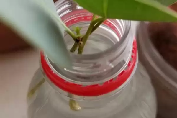 图片[6]-了解尤加利放卧室注意事项的方法和重点？了解尤加利放卧室注意事项要做好哪些细节？-会东网