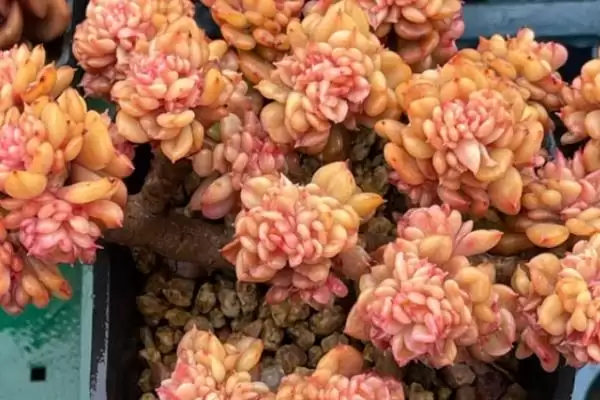 图片[3]-夏季养蜡牡丹的方法和要点？夏季养殖蜡牡丹要掌握哪些关键步骤？-会东网