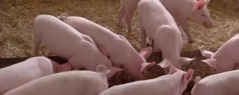 防治猪魏氏梭菌病的方法和重点？养猪要做好哪些疫病防控技术细节？-会东网