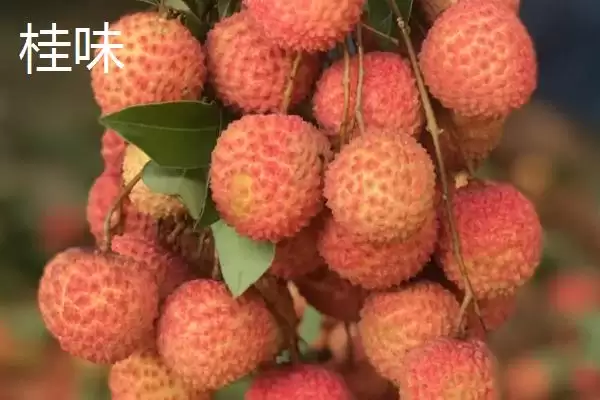 图片[5]-灵山荔枝的品种特点 ,灵山荔枝三月红有何成熟优势？-会东网