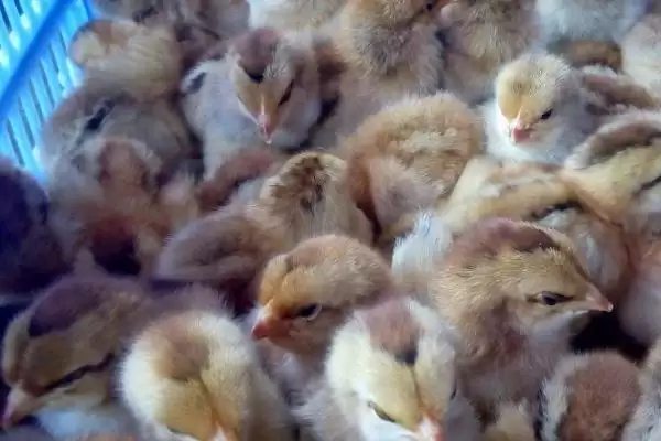 买鸡苗季节选择的方法和重点?养鸡要做好哪些季节考量?插图3 买鸡苗季节选择的方法和重点?养鸡要做好哪些季节考量?插图3