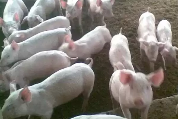 探究猪身上出现红点原因的方法和重点？养猪要做好哪些皮肤健康细节？插图1