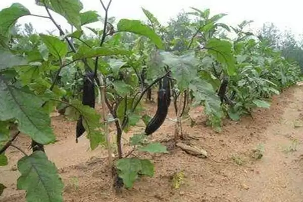 茄子施肥注意要点:氮肥少许多施的科学方法插图1 茄子施肥注意要点:氮肥少许多施的科学方法插图1