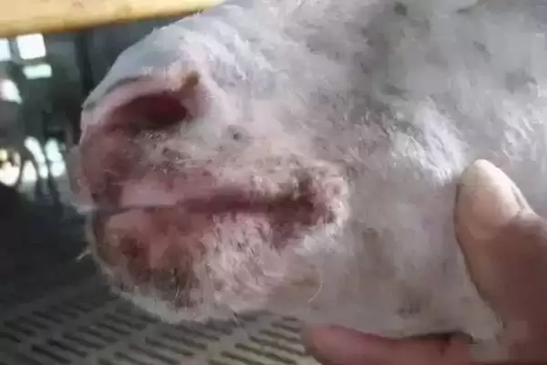 图片[2]-羊痘在什么部位能看到，主要在羊皮肤无毛或少毛部位发生-会东网