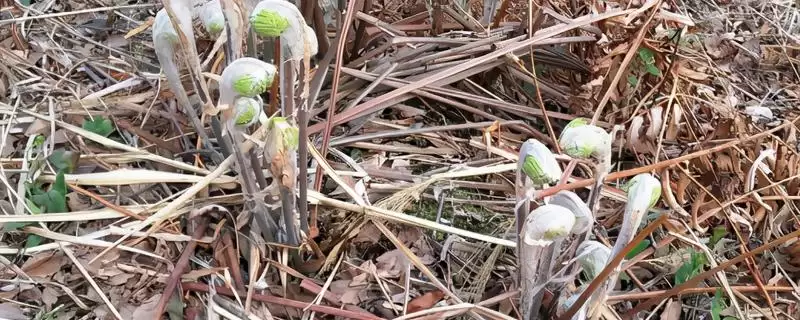 薇菜的收获时间？确定薇菜收获时间要关注哪些生长周期和品质影响要点？-会东网