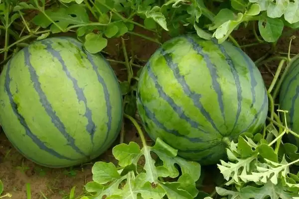 挑选又甜又大西瓜的方法和重点?挑西瓜要做好哪些细节选到又甜又大的?插图3 挑选又甜又大西瓜的方法和重点?挑西瓜要做好哪些细节选到又甜又大的?插图3