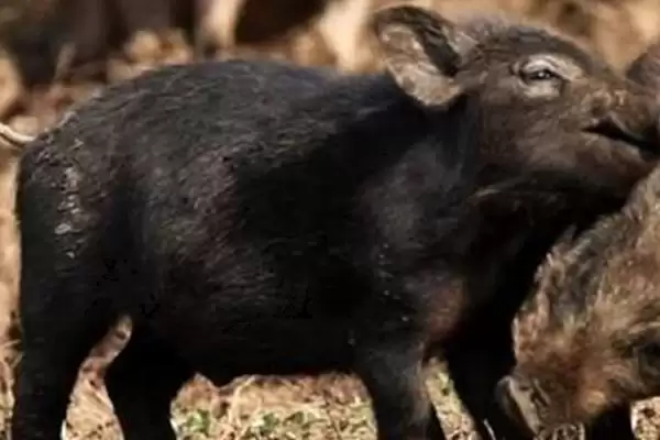 认识野猪和家猪杂交猪的方法和重点?养猪要做好哪些品种杂交细节?插图2 认识野猪和家猪杂交猪的方法和重点?养猪要做好哪些品种杂交细节?插图2