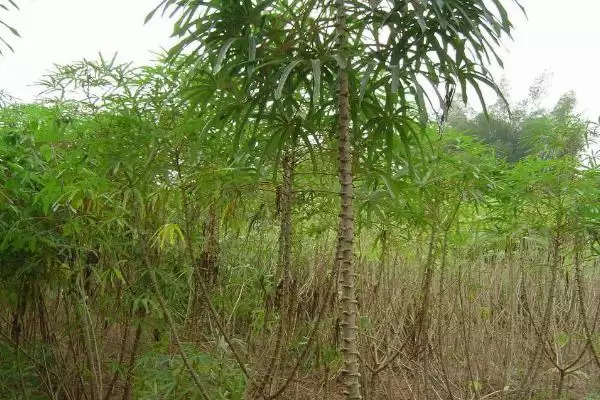 图片[5]-木薯的施肥方法是怎样的呢,木薯块根膨大期应主要施加钾肥为主-会东网