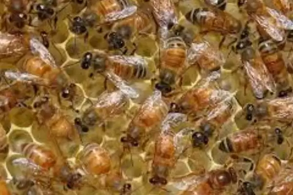 如何直接介入蜂王，将蜂王直接介入蜂群中即可插图1