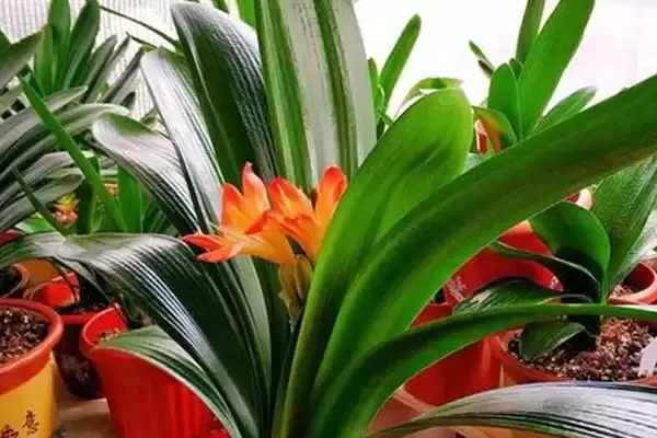 君子兰叶片腐烂的补救 ,君子兰叶片腐烂为何要停浇水呢？插图2