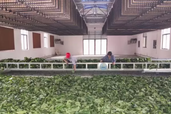 图片[11]-养蚕的方法和重点？养蚕要做好哪些细节？(3)-会东网