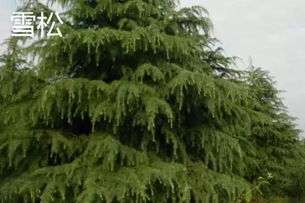 图片[4]-区分雪松和红松的方法和重点？区分雪松和红松要做好哪些细节？-会东网