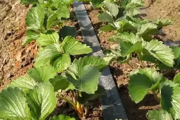 图片[2]-草莓茎秆发红的原因，可能是因为冬季温度过低导致的-会东网
