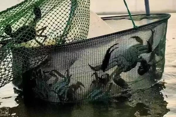 螃蟹塘里龙虾处理方法:物理捕捉的实用技巧插图1 螃蟹塘里龙虾处理方法:物理捕捉的实用技巧插图1