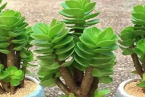 金钱木长叶子的时间 ,金钱木在什么情况下能长叶子插图6