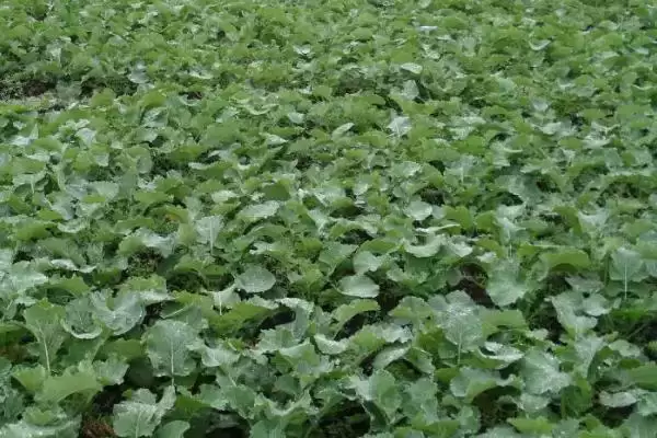 哪些油菜种子品种的出油率最高,中双11号、阳光2009、阳光198等品种的含油量均超过40%插图4 哪些油菜种子品种的出油率最高,中双11号、阳光2009、阳光198等品种的含油量均超过40%插图4