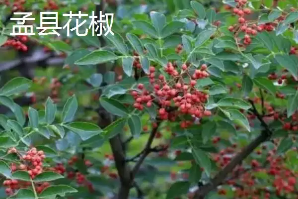 图片[5]-山西阳泉的特产，连翘茶是当地的特色茶种-会东网