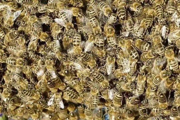 图片[2]-几十只蜜蜂怎么进行蛋群速繁，需要不间断地进行奖励饲喂-会东网