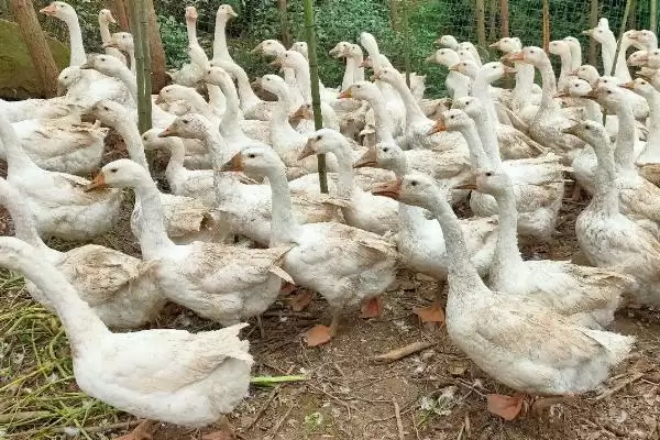 散养鹅饲养管理办法的方法和重点？散养鹅管理要做好哪些细节？插图4