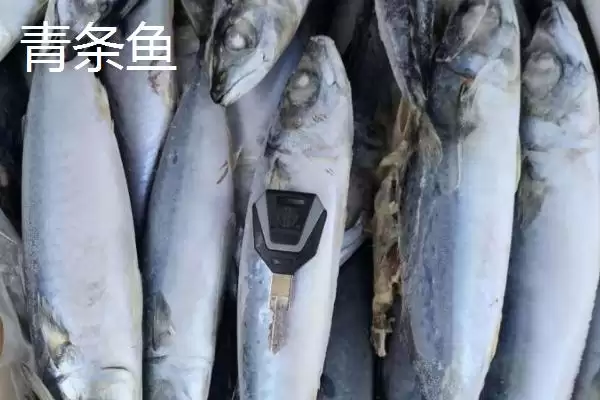图片[4]-青条鱼别称由来：又叫青花鱼的名称渊源-会东网